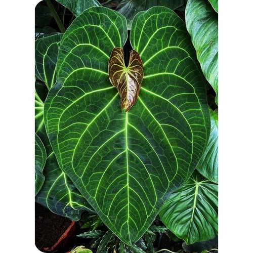 Anthurium magnificum in - anthurium, 'magnificum'-