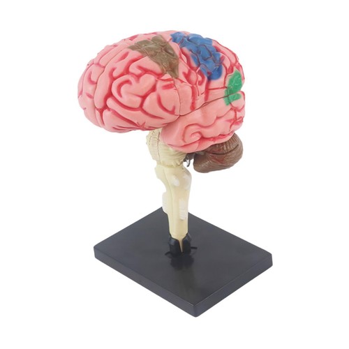 Brain anatomy model - model, for