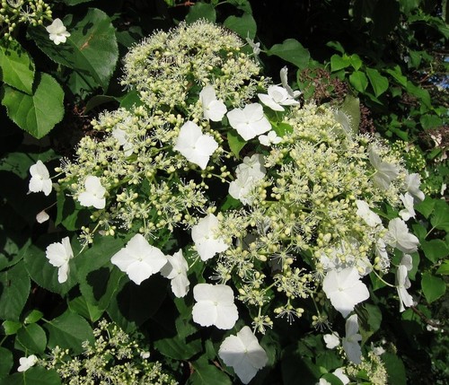 Hydrangea petiolaris good - hydrangea,