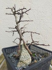Hawthorn Bonsai Tree #2