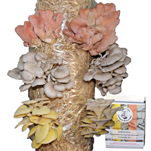 Mushroom grow kit mixed - mushroom,