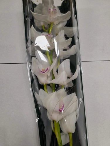 Farm fresh orchid - farm, orchid/cymbidium