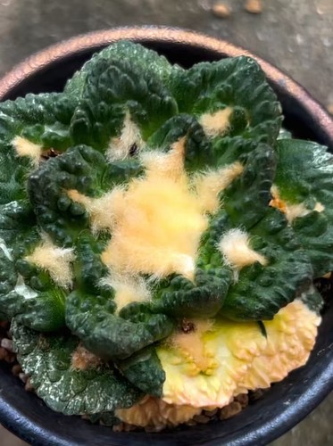4cm rare live house plant - rare,