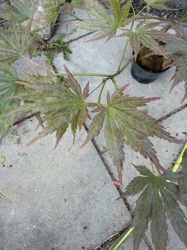 Acer palmatum mirte - palmatum,