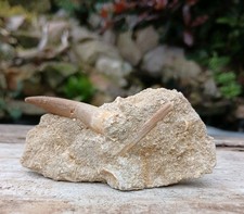 Fossil Plesiosaur Tooth on Matrix  Dinosaur Age Reptile Tooth.