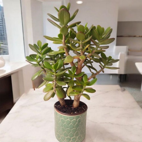 Jade plant money - jade,