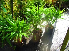 3ft inc. pot  Hardy Palm Tree