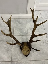 Scottish Red Deer Antlers