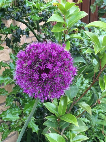 Allium large seeds - large, seeds.