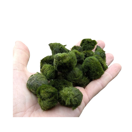 Aquarium moss ball selection - aquarium,