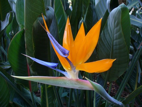 Strelitzia reginae bird - reginae, of