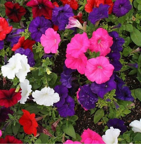 Petunia dwarf mix multi - dwarf, multi-color
