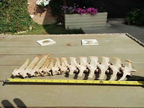 Fallow deer bones for - fallow,