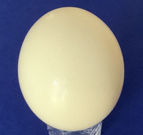 Ostrich egg cm - ostrich,