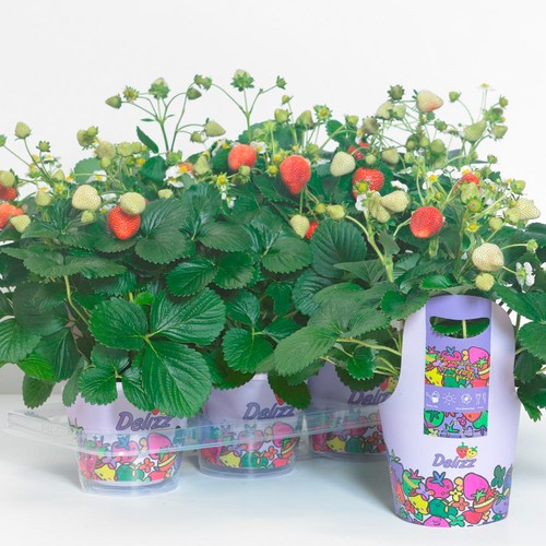 Strawberry delizz rhs agm - delizz,