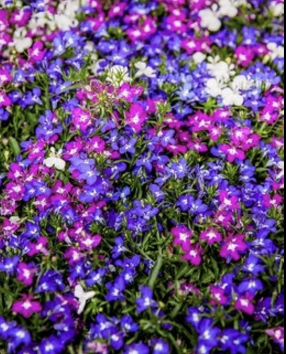 Lobelia string pearls mix - of,