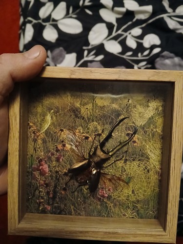 Real large stag beetle mounted - beetle,