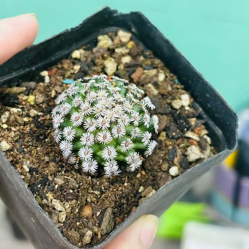 3pc 3cm rare mammillaria - 1/2/3pc,