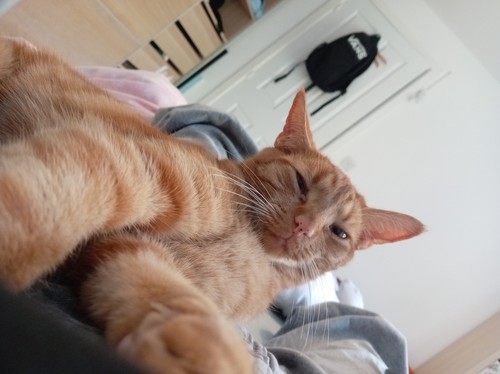 Please donate cat to - to, my