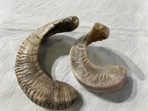 Ram shofar semi polished - ram,