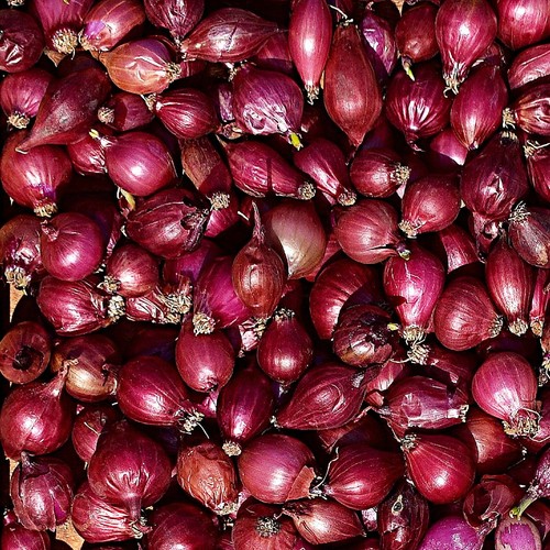 Red onion sets - onion, winter