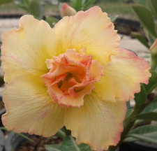 Adenium obesum - Desert Rose - Thong yod - Freshly Arrived from Thailand