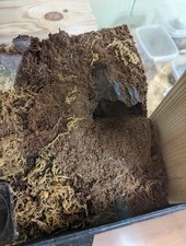 Tarantula Spider Insect Enclosure Log Cave Hide PETG Non-Toxic Décor