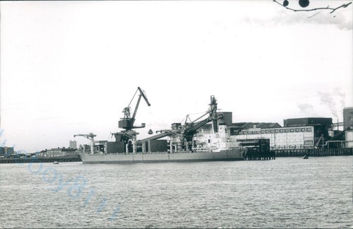 Greek anemone 1995 ship - greek, mv