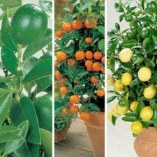 Citrus Tree Plant Collection