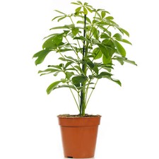 Schefflera Nora - Dwarf Umbrella Plant | Indoor Houseplant for Home or Office