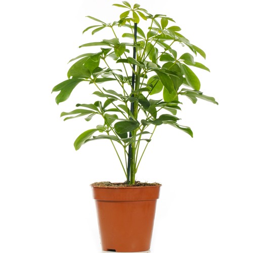 Schefflera nora dwarf - nora,
