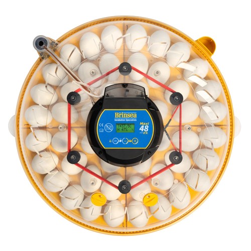Brinsea maxi incubator - maxi,
