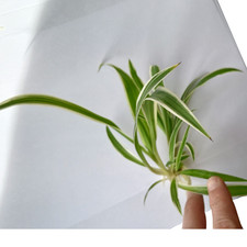 1 Rooted Baby Spider Plant |