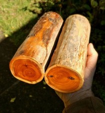 2 Oregon Pacific Yew Rounds! 8.35 × 3" Nice Ones! (L926)