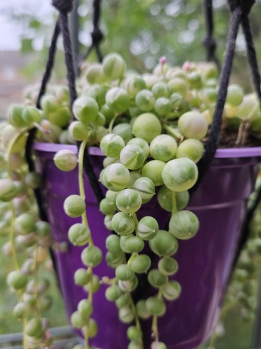 String pearls senecio - string, of