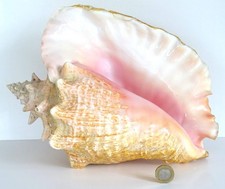 MASSIVE PINK CONCH SEA SHELL