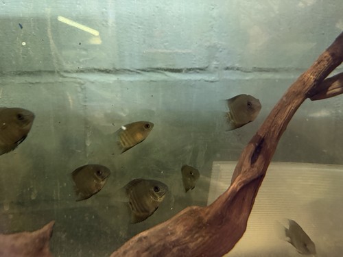 Hero liberfi severums rare - severums,