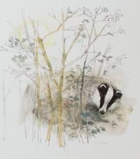Badger Wildlife Print Mads Stage Woodland Illustration Denmark 37cm x 27cm