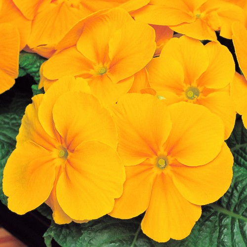 Polyanthus orange colourful - orange, |