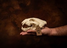 Wolverine Skull Replica Life