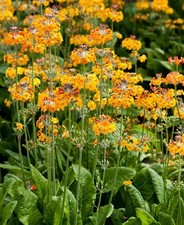6 Primula Bulleyana  Candelabra  Primrose Hardy Perennial Plug plants