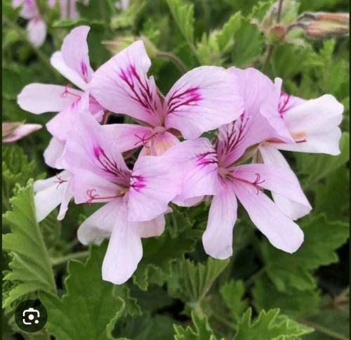 Lemon scented pelargonium - scented,