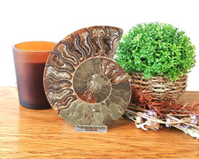 100% Genuine Large Cleoniceras