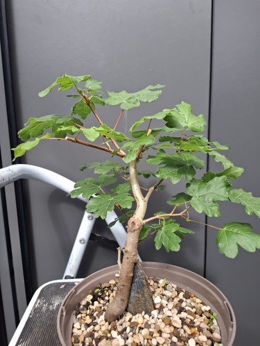Field maple bonsai tree root - field,
