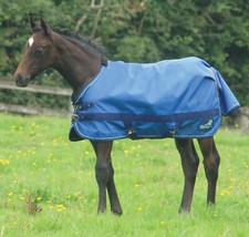 MASTA ZING 0g NO FILL 600D LIGHTWEIGHT STANDARD NECK FOAL TURNOUT RUG