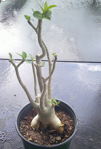 Adenium arabicum - adenium,