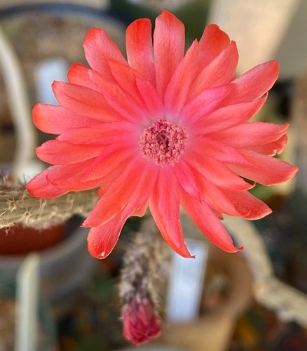 Peniocereus viperinus aka - viperinus,