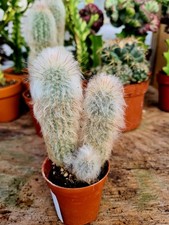 Austrocephalocereus dybowskii