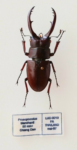 Prosopocoilus blanchardi - prosopocoilus,