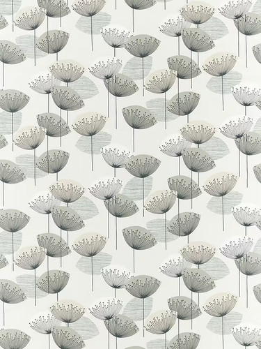 Sanderson dandelion clocks - dandelion,